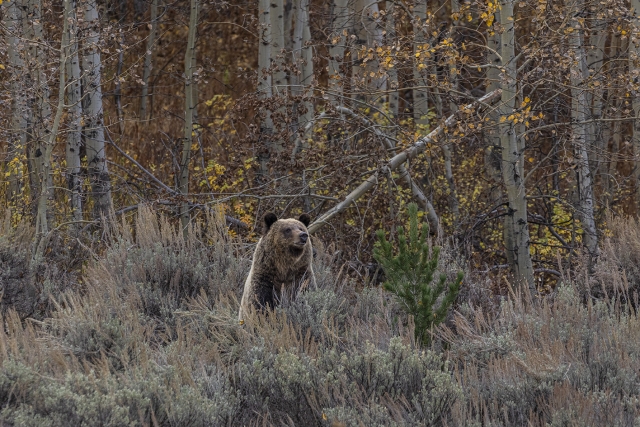 Grand Tetons WY