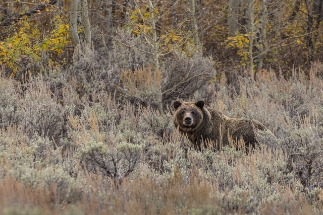 Grand Tetons NP. WY.
